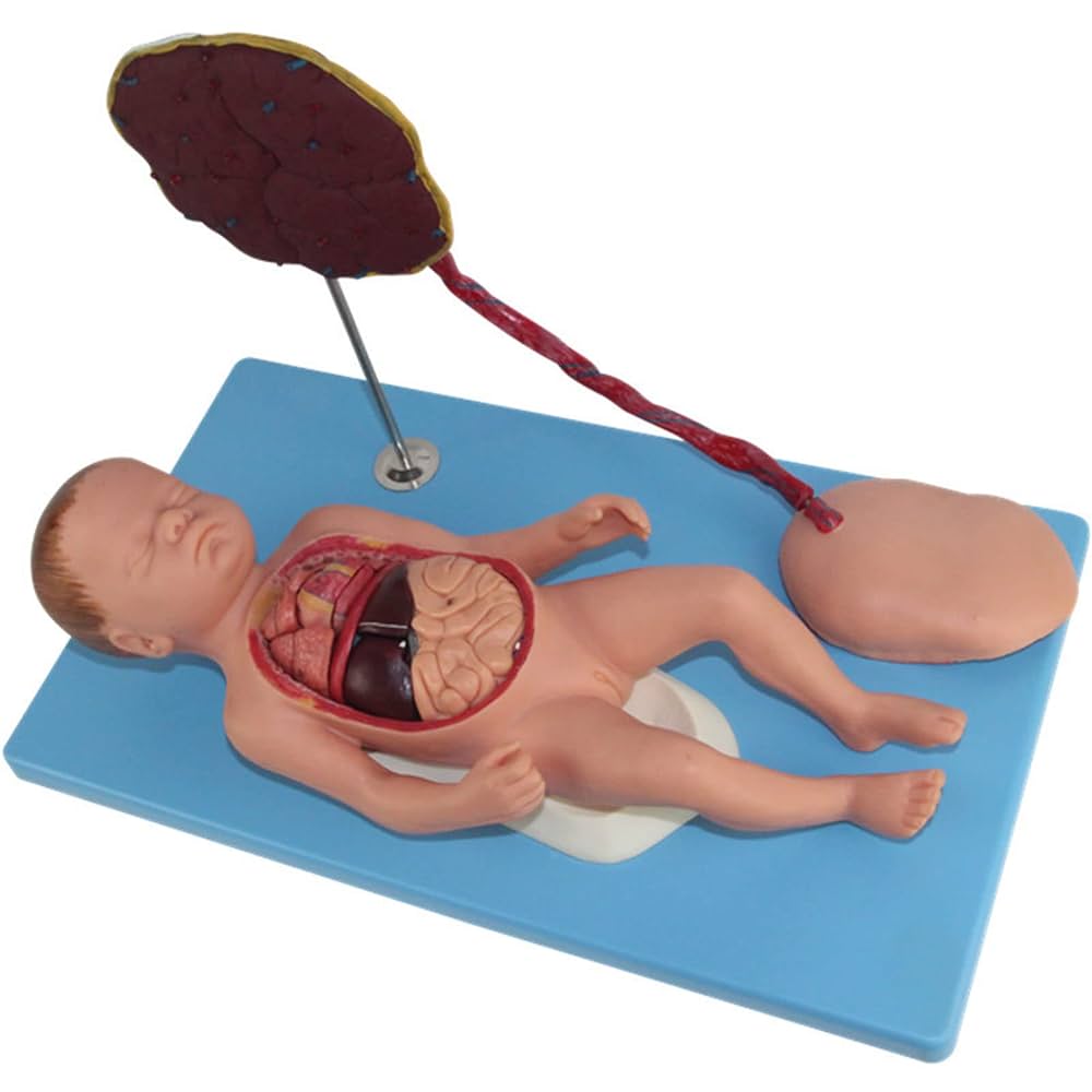 拙作「Placenta」 PVC GD/A42010/1 Human Placenta Model with Cord at ₹ 4100